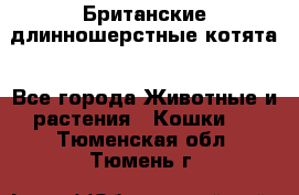 Британские длинношерстные котята - Все города Животные и растения » Кошки   . Тюменская обл.,Тюмень г.